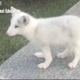 Image for article titled This Is Not a Dog